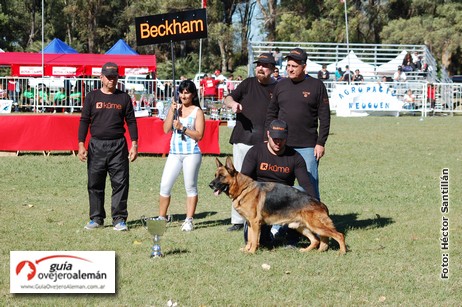 Progenie Beckham Von Bad-Boll