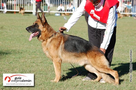 Progenie Puma Von Del Moises