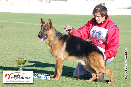 Ippo De La Candel 9608