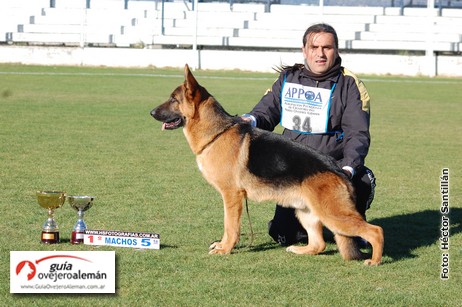Antun Fioezelu 9545